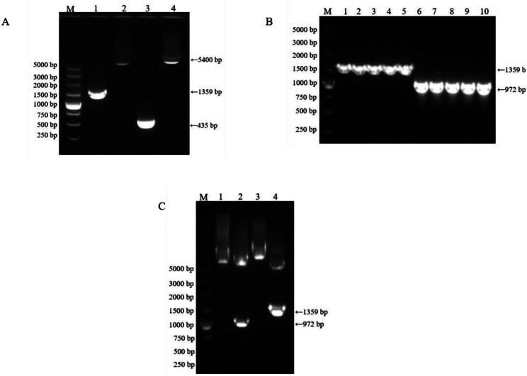 Preparation and immunogenicity studies of NvIBDV VP2-ferritin nanoparticles.