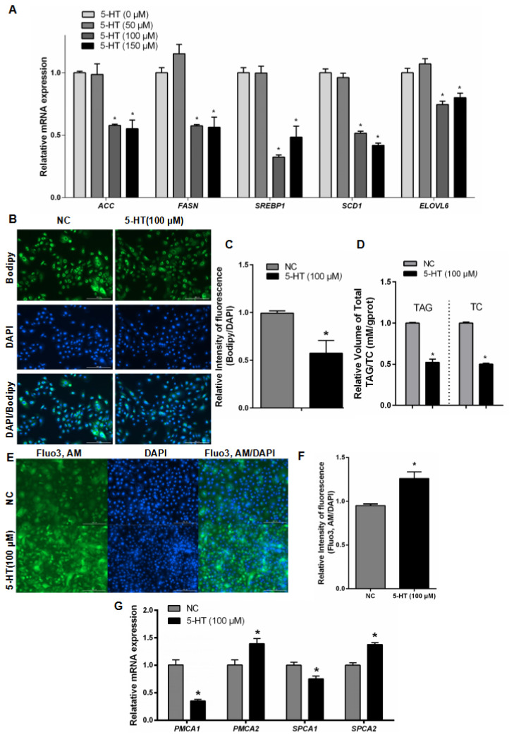 Serotonin promotes calcium accumulation and inhibits lipid accumulation in cultured goat mammary epithelial cells through HTR2A.