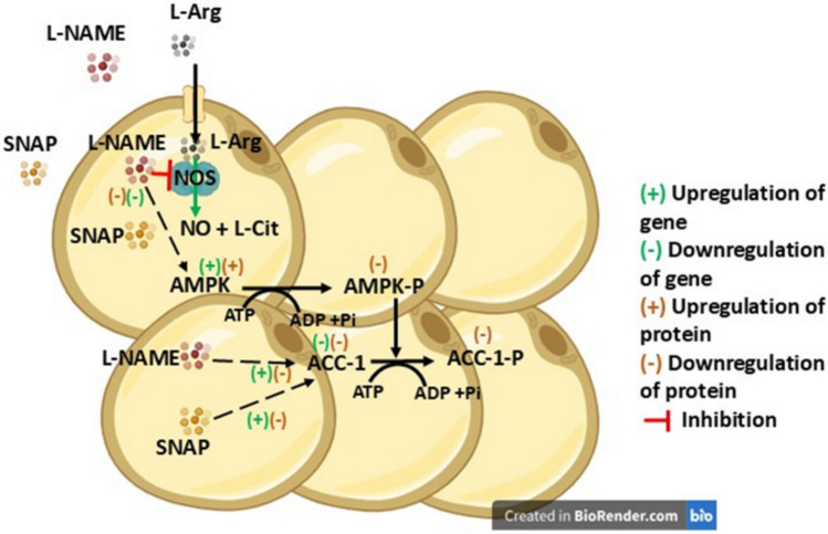 The effect of L-Arg supplementation on L-Arg/NO metabolic and AMPK/ACC-1 signalling pathways in adipose cells (3T3 L1)