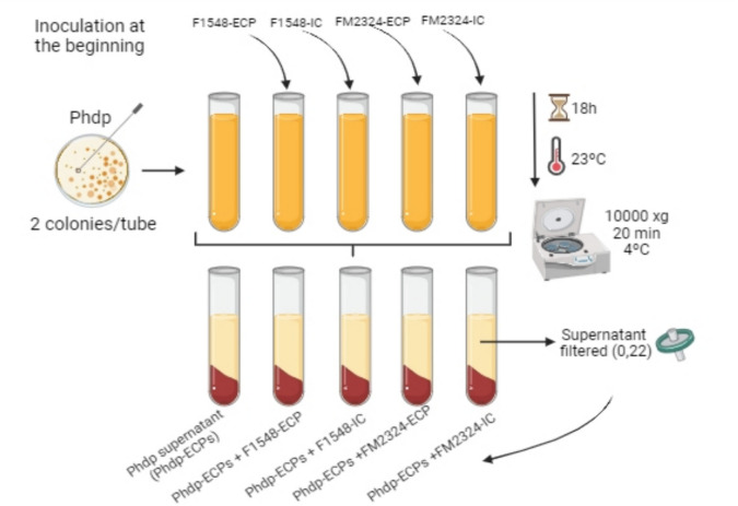 Optimizing Extracellular Products from Vibrio proteolyticus for Their Use as Postbiotics in Aquaculture