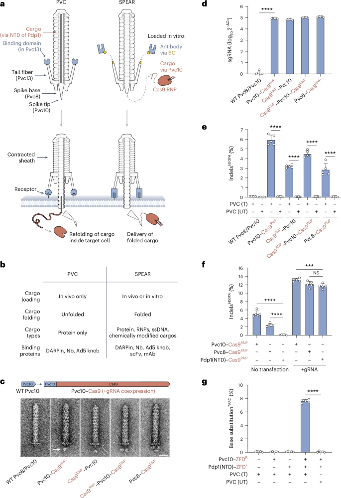 Targeted delivery of diverse biomolecules with engineered bacterial nanosyringes