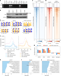 Cytoplasmic PXR regulates glucose metabolism by binding mRNAs and modulating their stability