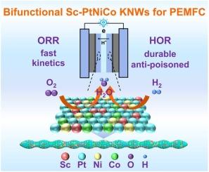 Rare earth-decorated platinum-nickel-cobalt knot-like nanowires achieve efficient bifunctional electrocatalysis for PEMFC