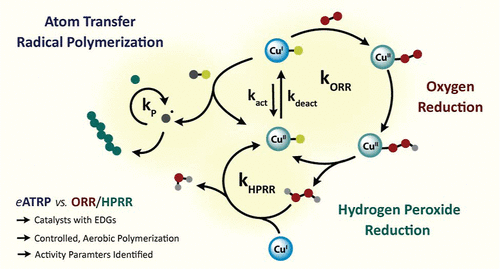 Interplay between the Oxygen Reduction Reaction and Atom Transfer Radical Polymerization with Molecular Cu-Based Catalysts in Water