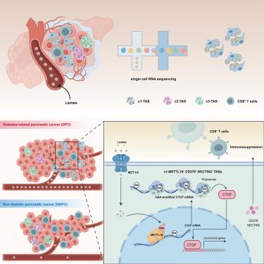 Tumor-associated Schwann cell remodeling under metabolic stress via lactate sensing orchestrates pancreatic ductal adenocarcinoma development