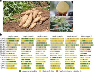 Decoding the complexity of the hexaploid sweet potato genome
