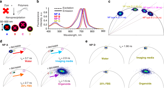 Visualizing the internalization and biological impact of nanoplastics in live intestinal organoids by Fluorescence Lifetime Imaging Microscopy (FLIM)