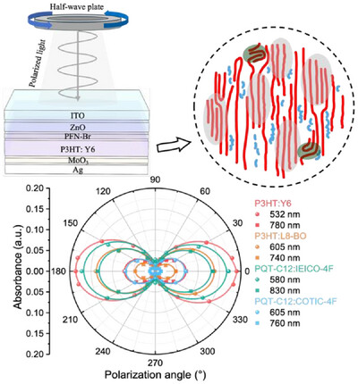 Synergistic Alignment of Low Aspect-Ratio π-Conjugated Molecules Enables Exceptional UV–vis–NIR Polarization Detection