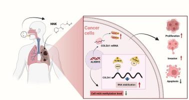 ALKBH5 modulates COL5A1 mRNA stability via m6A demethylation to promote tobacco carcinogen NNK-induced lung cancer occurrence and progression