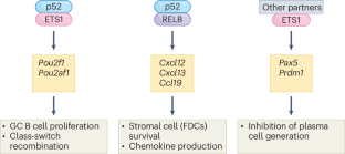 A unique p52 NF-κB–ETS1 interaction ushers in a new paradigm of germinal center responses