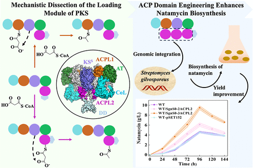Mechanistic Dissection of the Loading Module of PKS: ACP Domain Engineering Enhances Natamycin Biosynthesis in Streptomyces gilvosporeus