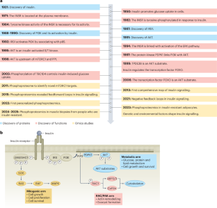 The insulin signalling network
