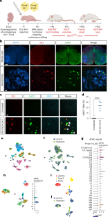 Embryonic motor neuron programming factors reactivate immature gene expression and suppress ALS pathologies in postnatal motor neurons