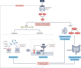 Parathyroid hormone receptor agonists in the management of osteoporosis