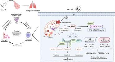 LCCPs exposure induces pulmonary inflammatory injury via AIM2 mediated pulmonary macrophage PANoptosis and M1 polarization