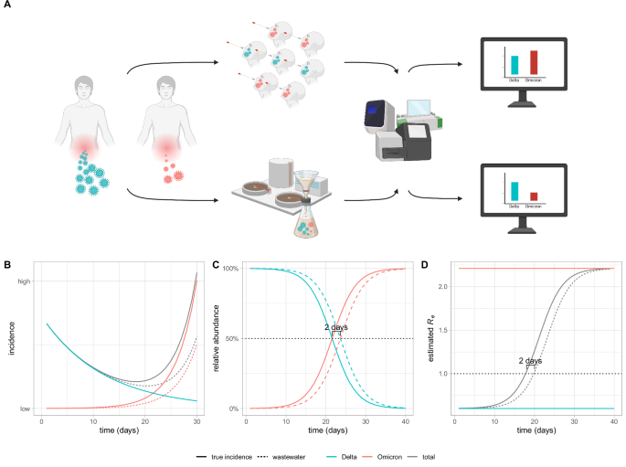 Estimated transmission dynamics of SARS-CoV-2 variants from wastewater are unbiased and robust to differential shedding