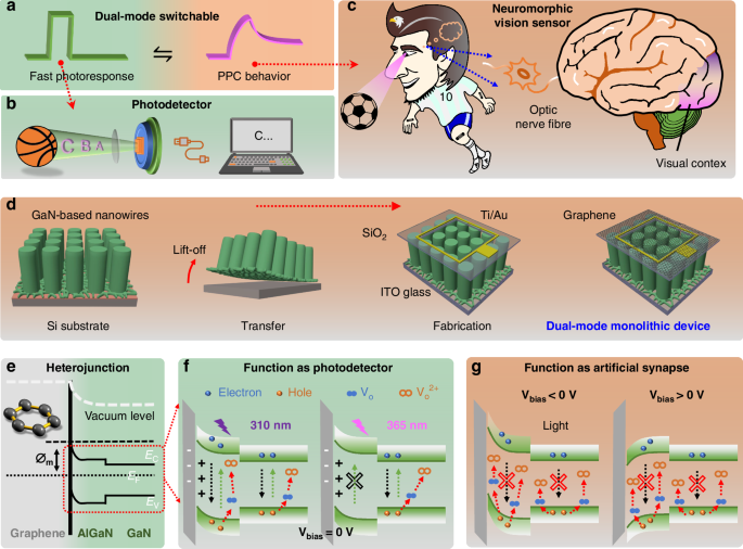 A dual-mode transparent device for 360° quasi-omnidirectional self-driven photodetection and efficient ultralow-power neuromorphic computing