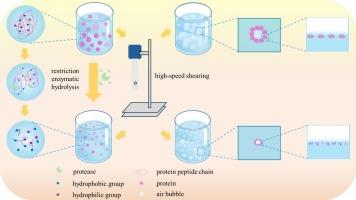 Effect of protease species on structure, interfacial behavior, and foaming properties of limited enzyme hydrolysis products of soybean protein isolate and mung bean protein