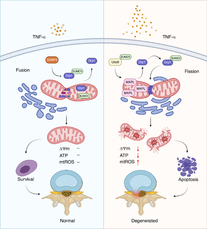 The mitochondrial E3 ligase MAPL SUMOylates Drp1 to facilitate mitochondrial fission in intervertebral disc degeneration