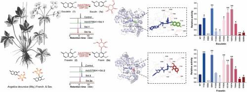 Identification and characterization of the multifunctional glycosyltransferase AdUGT86A1 in Angelica decursiva