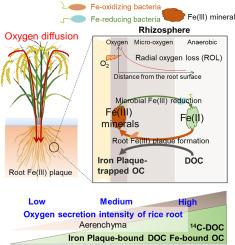 Carbon stabilization by iron plaque on rice roots: The role of oxygen loss