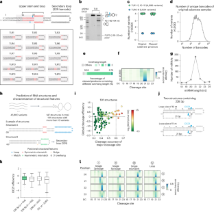 Key RNA elements influencing DCL1 cleavage in plant microRNA biogenesis