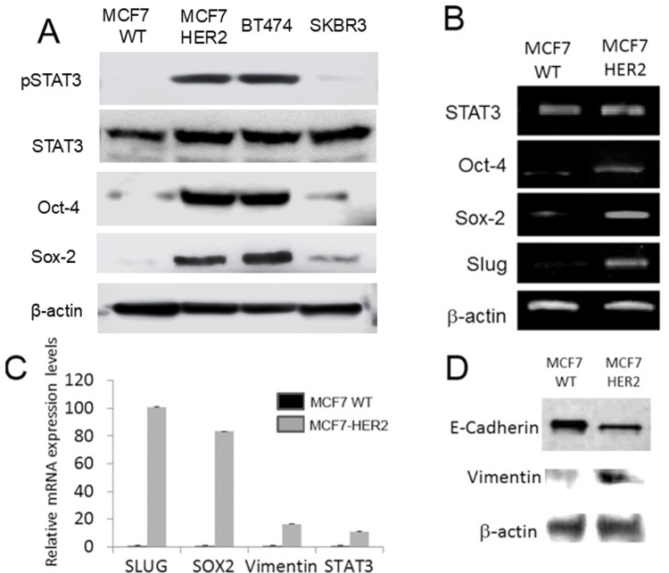 [Corrigendum] STAT3 activation in HER2‑overexpressing breast cancer promotes epithelial‑mesenchymal transition and cancer stem cell traits.