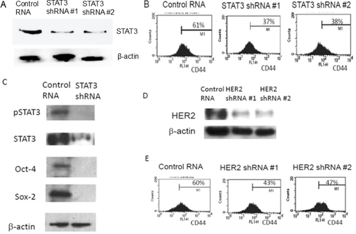 [Corrigendum] STAT3 activation in HER2‑overexpressing breast cancer promotes epithelial‑mesenchymal transition and cancer stem cell traits.