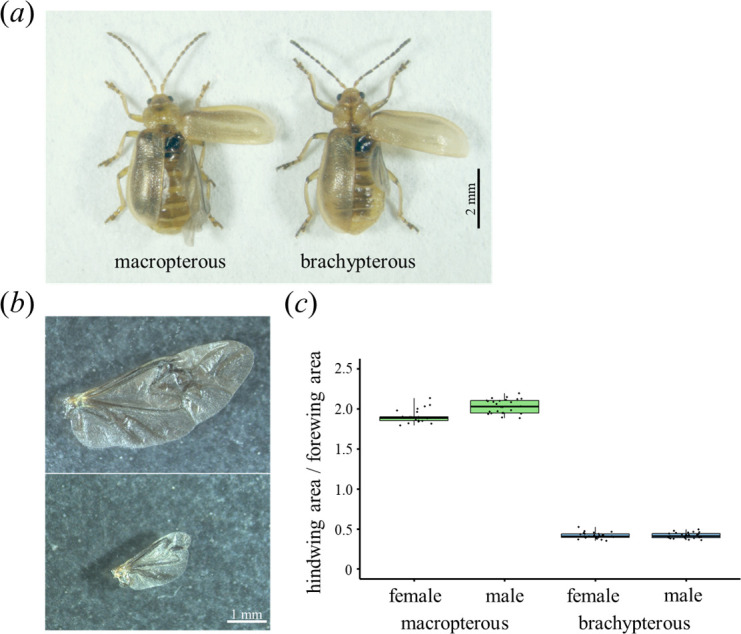 Divergence in cuticular wax profiles generates partial behavioural isolation between leaf beetle populations with different dispersal traits.