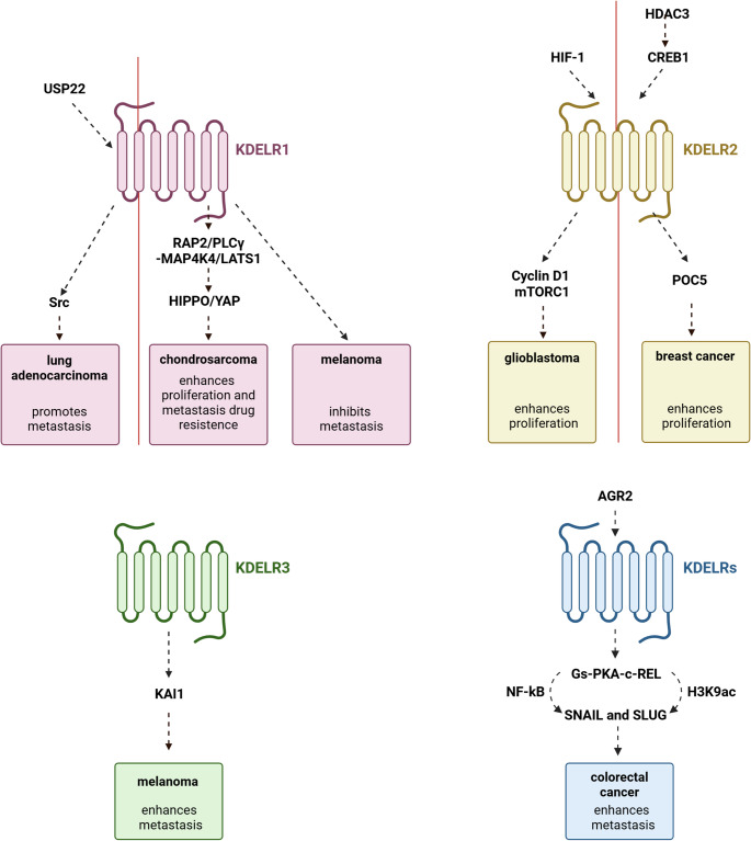 Signalling pathways and cellular functions of KDEL receptors: implications in cancer biology.
