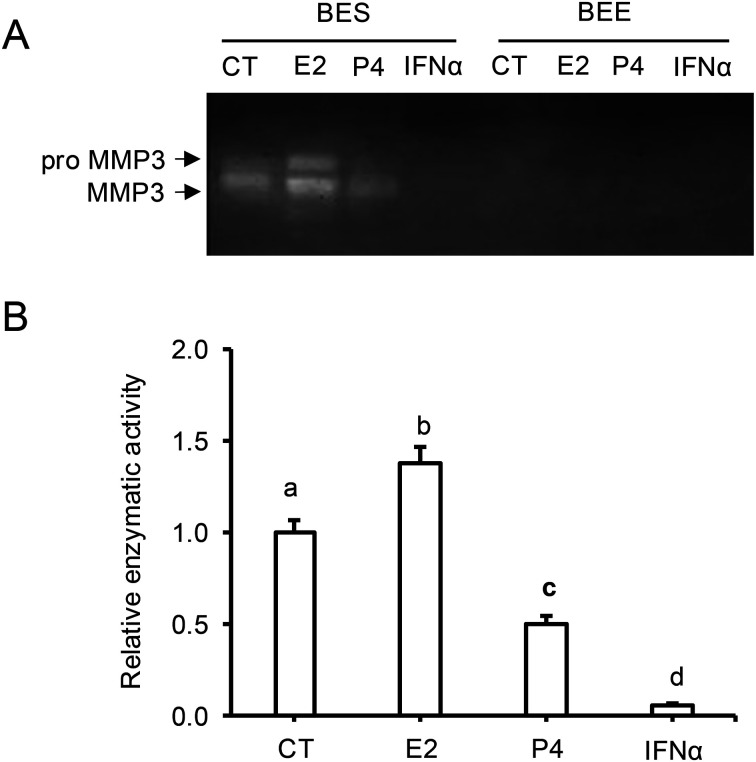 MMP3 mediates E2-induced bovine endometrial cell proliferation by releasing HB-EGF.
