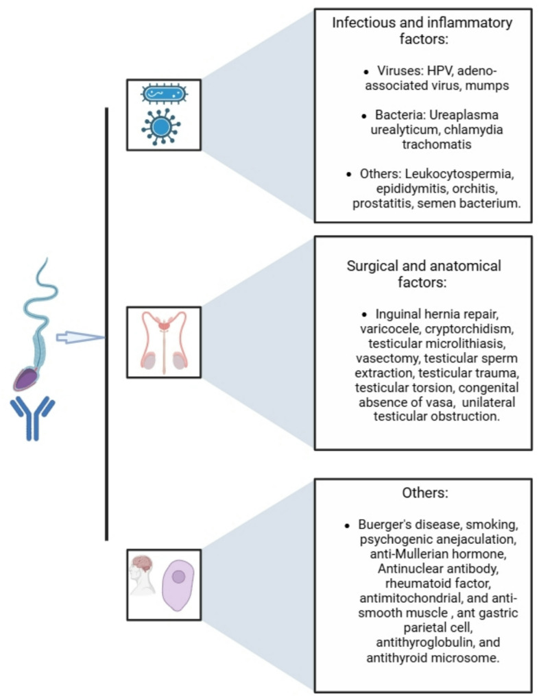Potential causes and associated conditions with anti-sperm antibody production among infertile males: a systematic literature review.