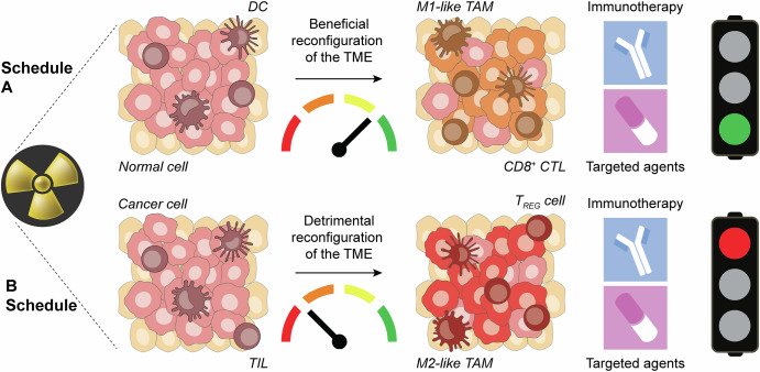 Radiation therapy as a biological modifier of the breast cancer immune microenvironment.