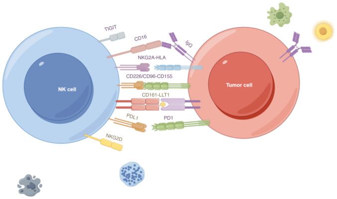 Prospects and applications of NK therapy in the treatment of gliomas (Review).