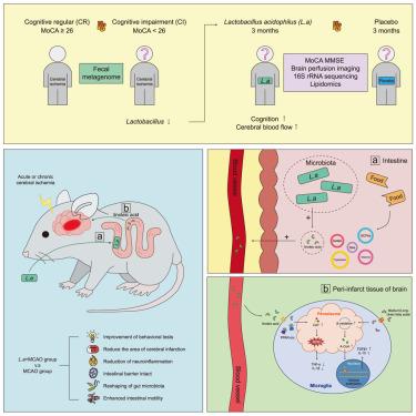 Lactobacillus acidophilus promotes cognitive function recovery via regulating microglial peroxisomal function in cerebral ischemia