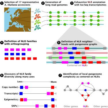 Pangenomic context reveals the extent of intraspecific plant NLR evolution