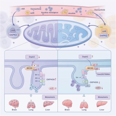 Dapk2 dysfunction leads to Mic60 lactylation and mitochondrial metabolic reprogramming, promoting lung cancer EGFR-TKI resistance and metastasis