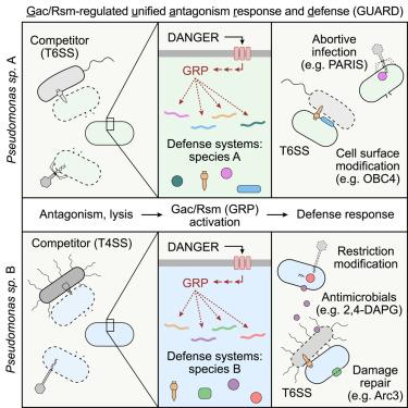 Pseudomonads coordinate innate defense against viruses and bacteria with a single regulatory system