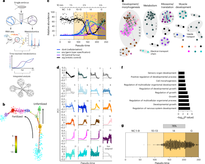 Resolving early embryonic metabolism in Drosophila through single-embryo metabolomics and transcriptomics