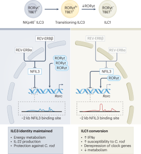 Clock genes tune plasticity of group 3 innate lymphoid cells