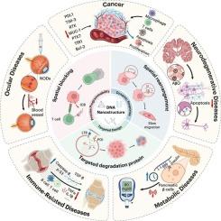 DNA-based nanostructures for cell membrane receptor regulation and disease treatment