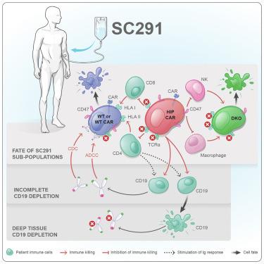 Hypoimmune CD19 CAR T cells evade allorejection in patients with cancer and autoimmune disease