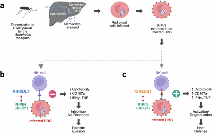 Both inhibitory and activating KIRs recognize RIFINs: a dual-edged mechanism of NK cell control in malaria