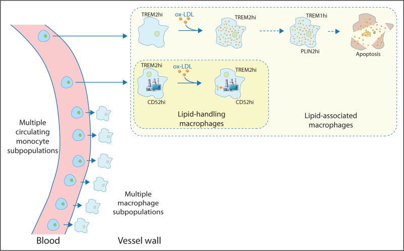 Genetic influences on macrophage function and lipid uptake in atherosclerosis.