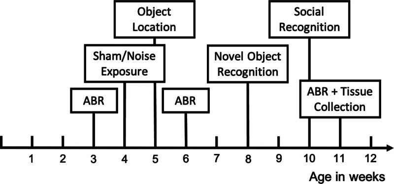 Slight and hidden hearing loss differentially affect short- and long-term memory in young rats.
