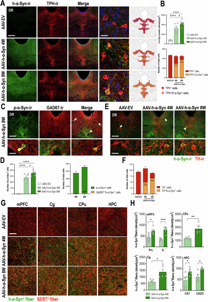 Early synaptic changes and reduced brain connectivity in PD-like mice with depressive phenotype