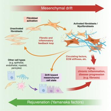 Prevalent mesenchymal drift in aging and disease is reversed by partial reprogramming