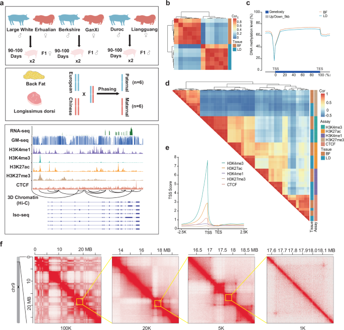 Mechanism of parent-of-origin effects revealed by multi-omic data in euro-chinese hybrid pigs