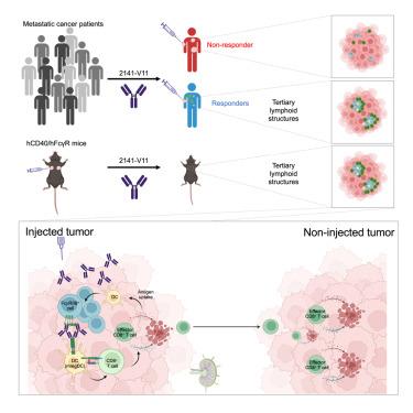 Fc-optimized CD40 agonistic antibody elicits tertiary lymphoid structure formation and systemic antitumor immunity in metastatic cancer