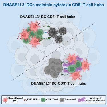 DNASE1L3-expressing dendritic cells promote CD8+ T cell function and anti-PD-(L)1 therapy efficacy by degrading neutrophil extracellular traps